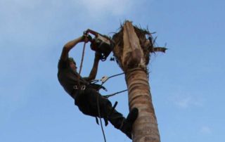 Palm Tree Removal
